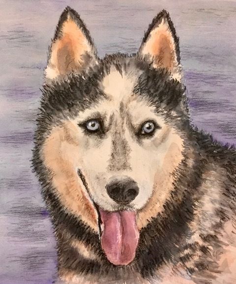 Siberian Husky — Pet Portraiture in Rapid Crook, NT Siberian Husky — Pet Portraiture in Rapid Crook, NT