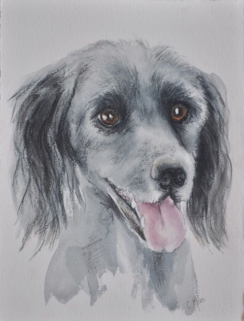 Tongue Out — Pet Portraiture in Rapid Crook, NT Tongue Out — Pet Portraiture in Rapid Crook, NT