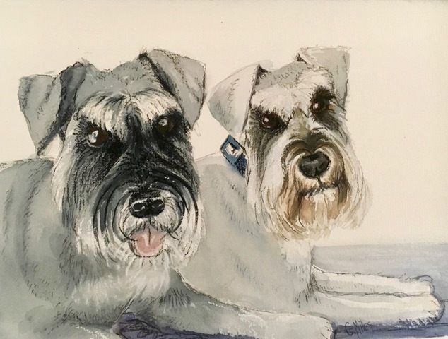 Two Schnauzer — Pet Portraiture in Rapid Crook, NT Two Schnauzer — Pet Portraiture in Rapid Crook, NT