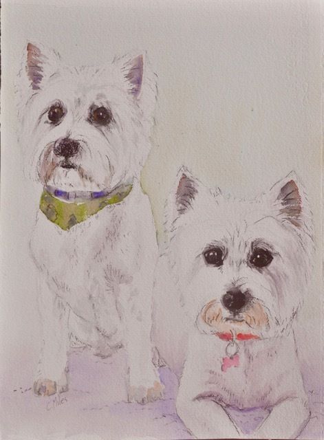 West Highland Terrier — Pet Portraiture in Rapid Crook, NT West Highland Terrier — Pet Portraiture in Rapid Crook, NT