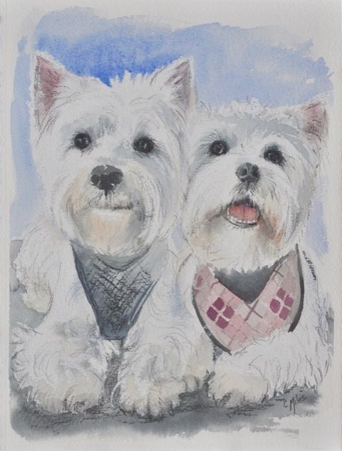 West Highland Terrier Portrait — Pet Portraiture in Rapid Crook, NT West Highland Terrier Portrait — Pet Portraiture in Rapid Crook, NT