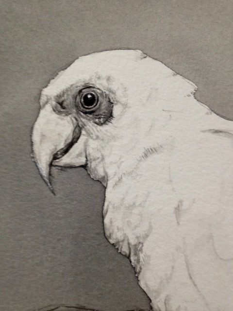 White Bird — Pet Portraiture in Rapid Crook, NT White Bird — Pet Portraiture in Rapid Crook, NT