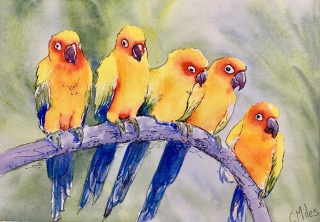 Yellow Birds — Pet Portraiture in Rapid Crook, NT Yellow Birds — Pet Portraiture in Rapid Crook, NT