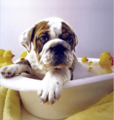 English Bulldog — Pet Styling in Rapid Crook, NT