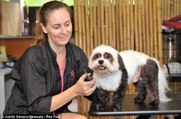 Panda Styling — Pet Portraiture in Rapid Crook, NT