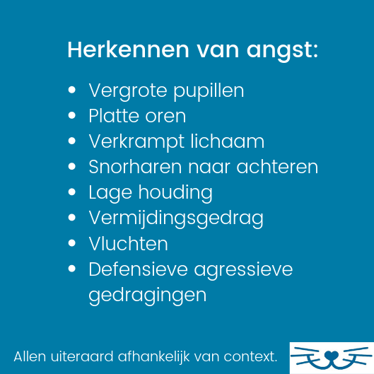 Herkennen van angst bij je kat - kattengedrag