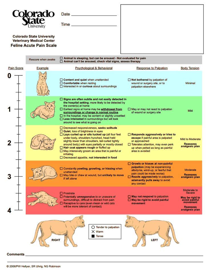 CSU feline acute pain scale