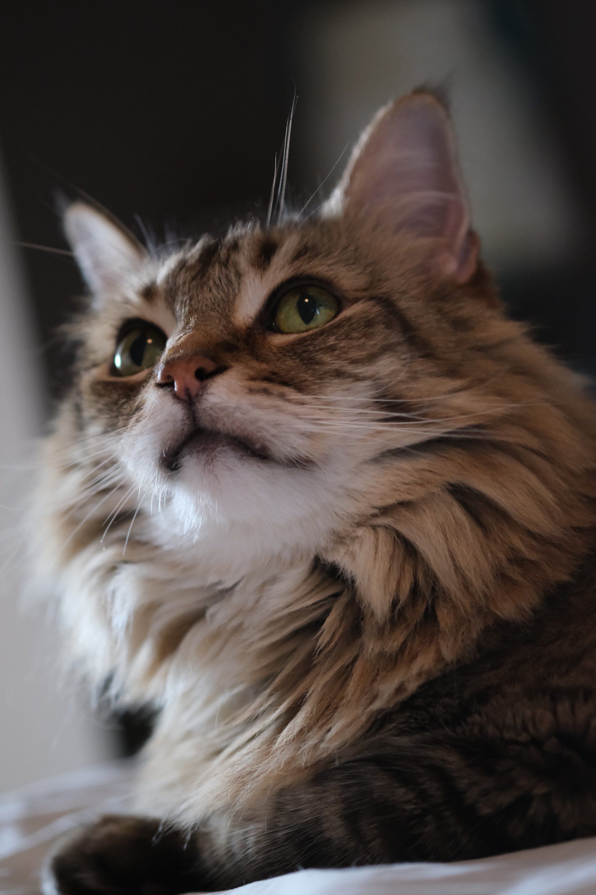 voorkom klitten en vilt bij je kat