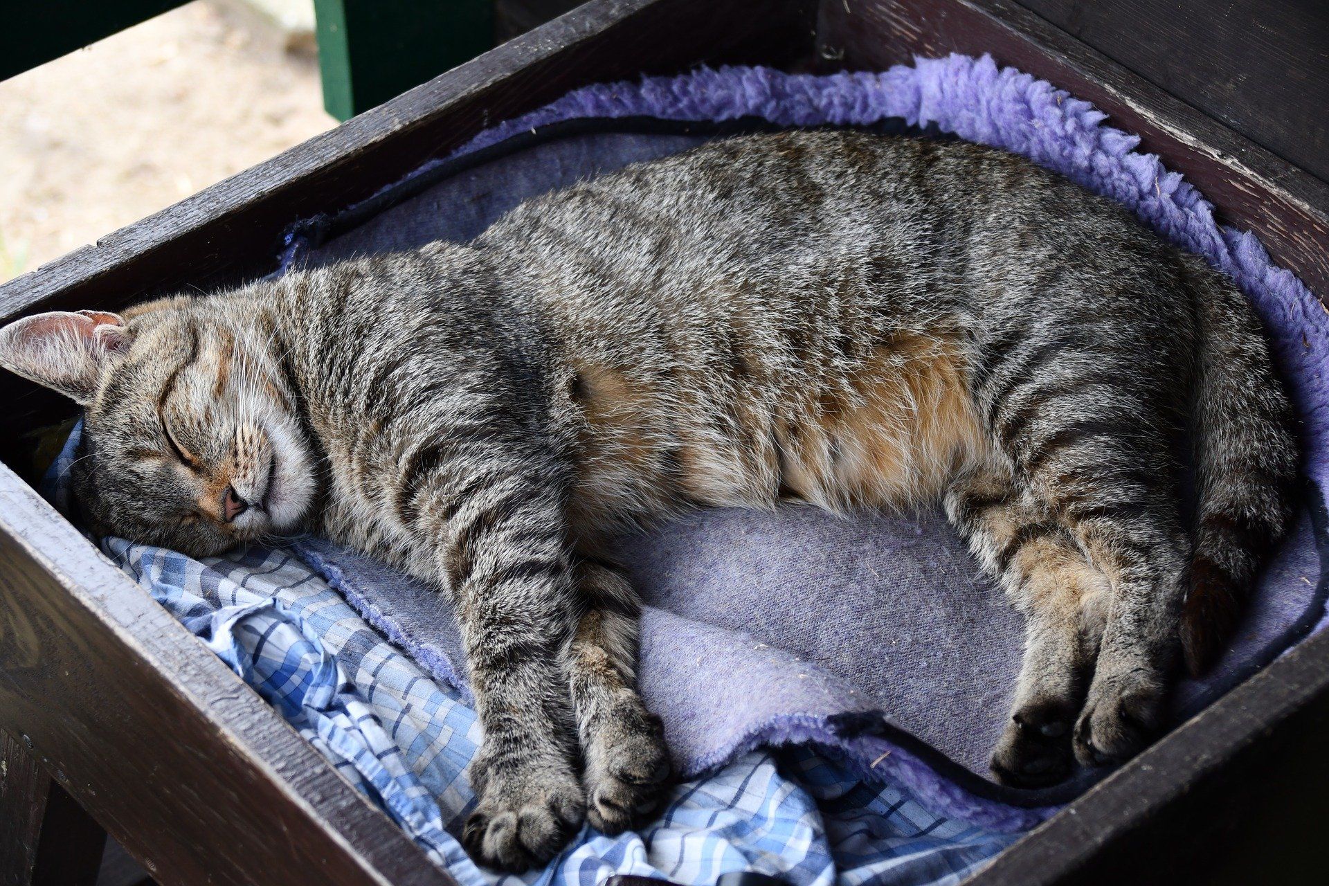 Een veilig plekje voor je kat Kattenadvies & Verzorging