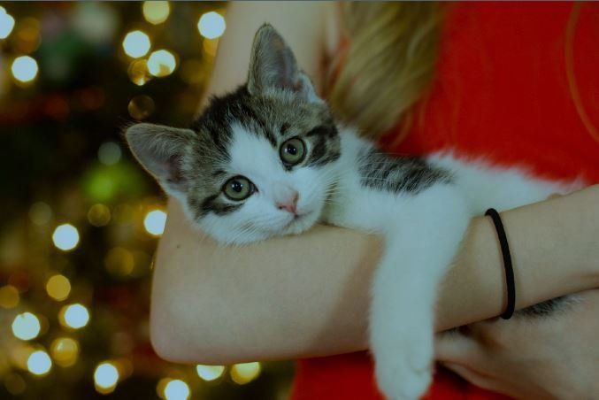 Fijne feestdagen dankzij je kat