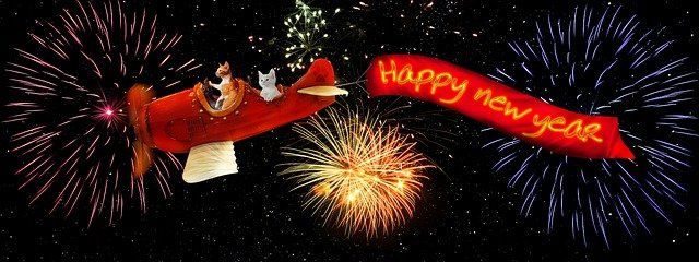 vuurwerk kat kattengedrag
