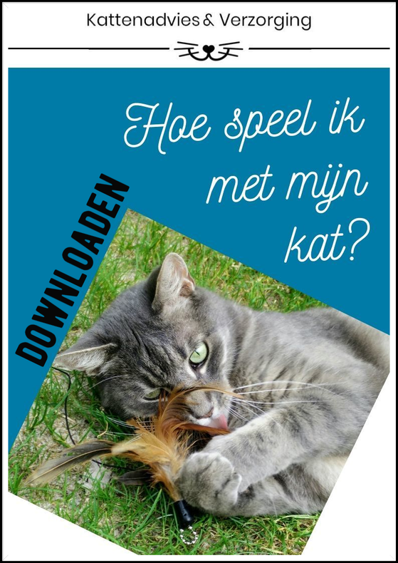Hoe speel ik met mijn kat?
