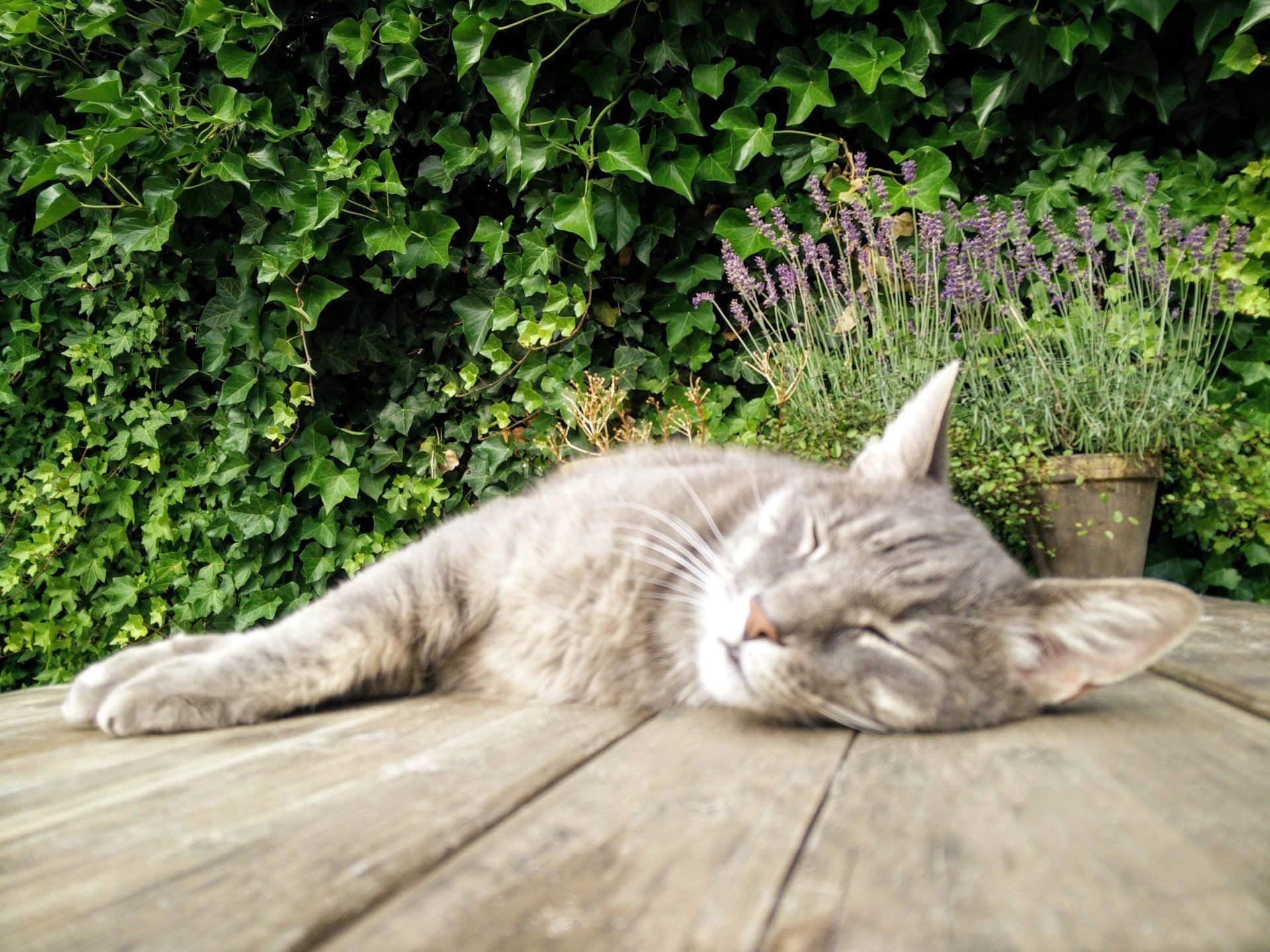 Hoeveel slaap heeft mijn kat nodig