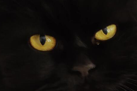 angstige kattenogen