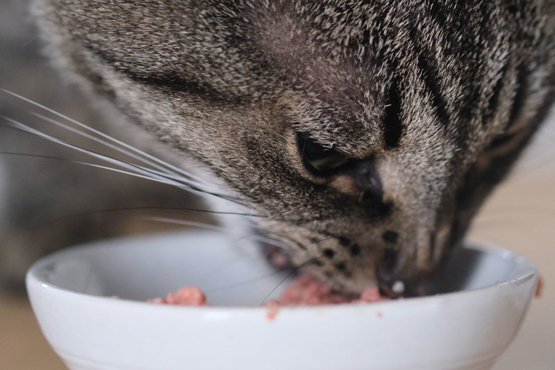 Hulp op maat bij de verzorging van je kat