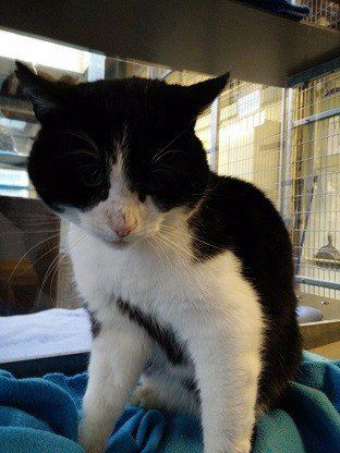 Poes Ravel in het asiel