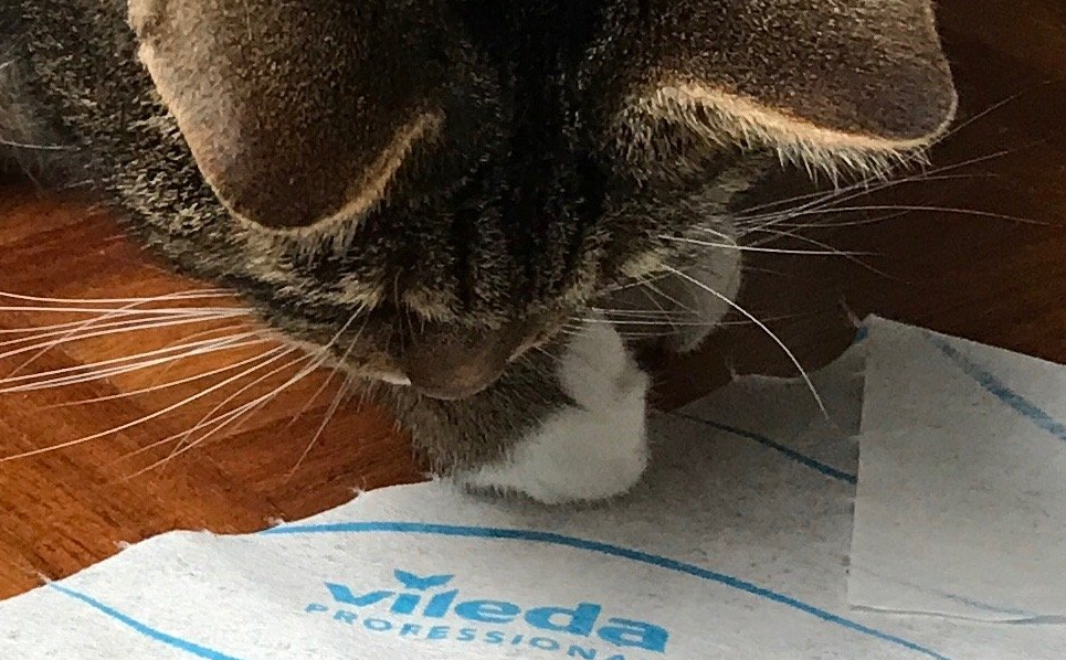 purrfecte schoonmaaktips voor huishouden met kat