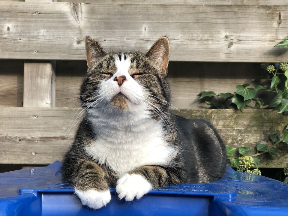 Tom