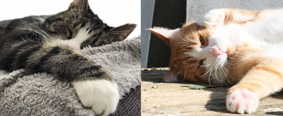 Herplaatsing kat