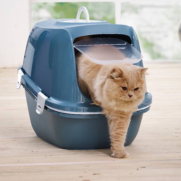 waar plaats ik de kattenbak
