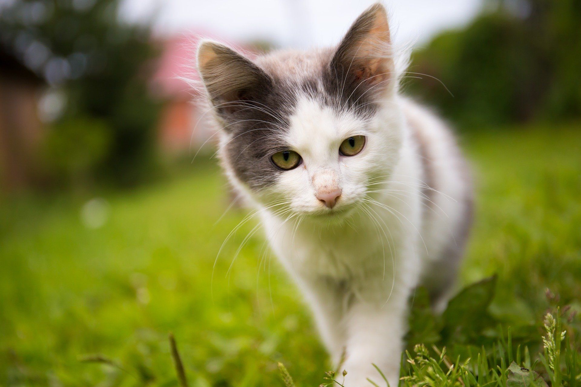 De vacht van je kat in de zomer