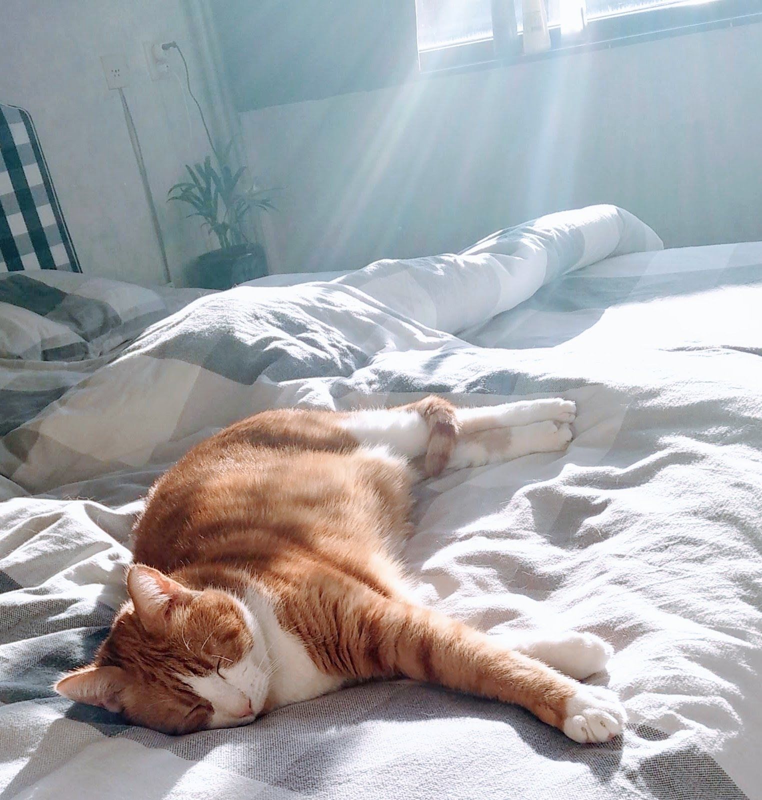 Persoonlijke tips voor kat eigenaar
