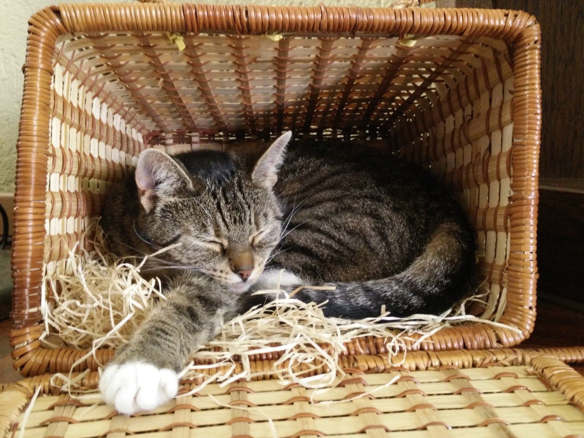 Foto door Ada kat in rieten mandje