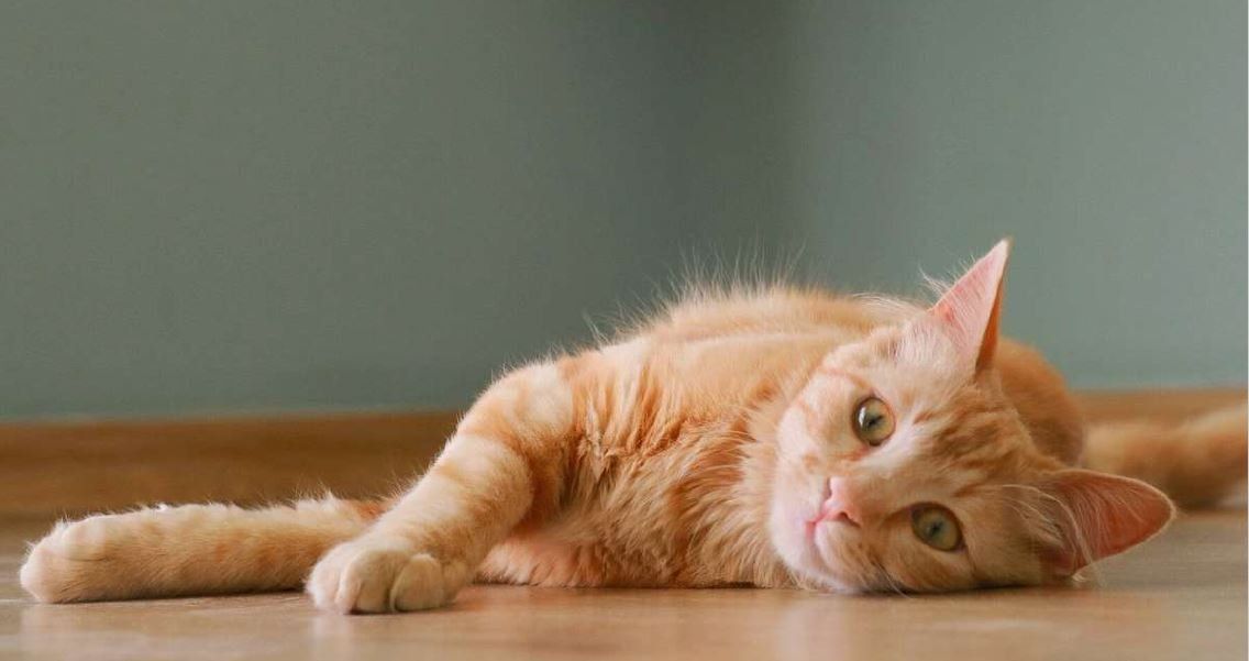 Hoe leer ik dat mijn kat af?