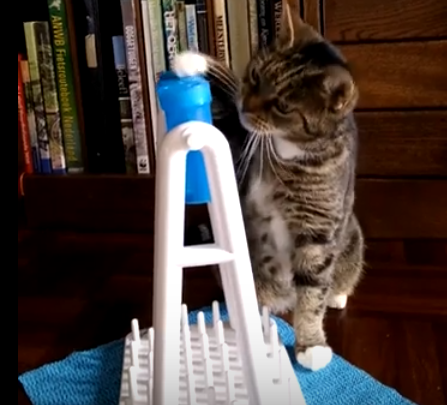 Kat met voerpuzzel - kattengedrag