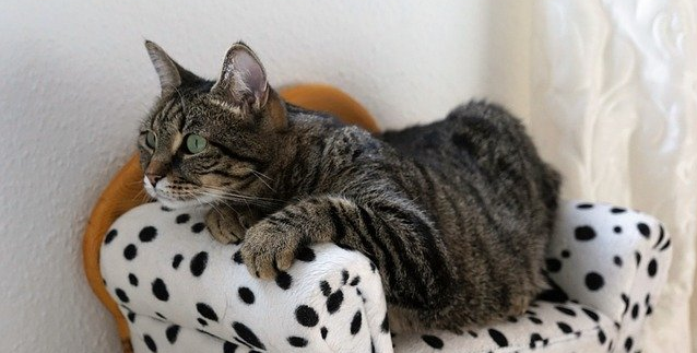 Waarom krabt mijn kat aan de meubels