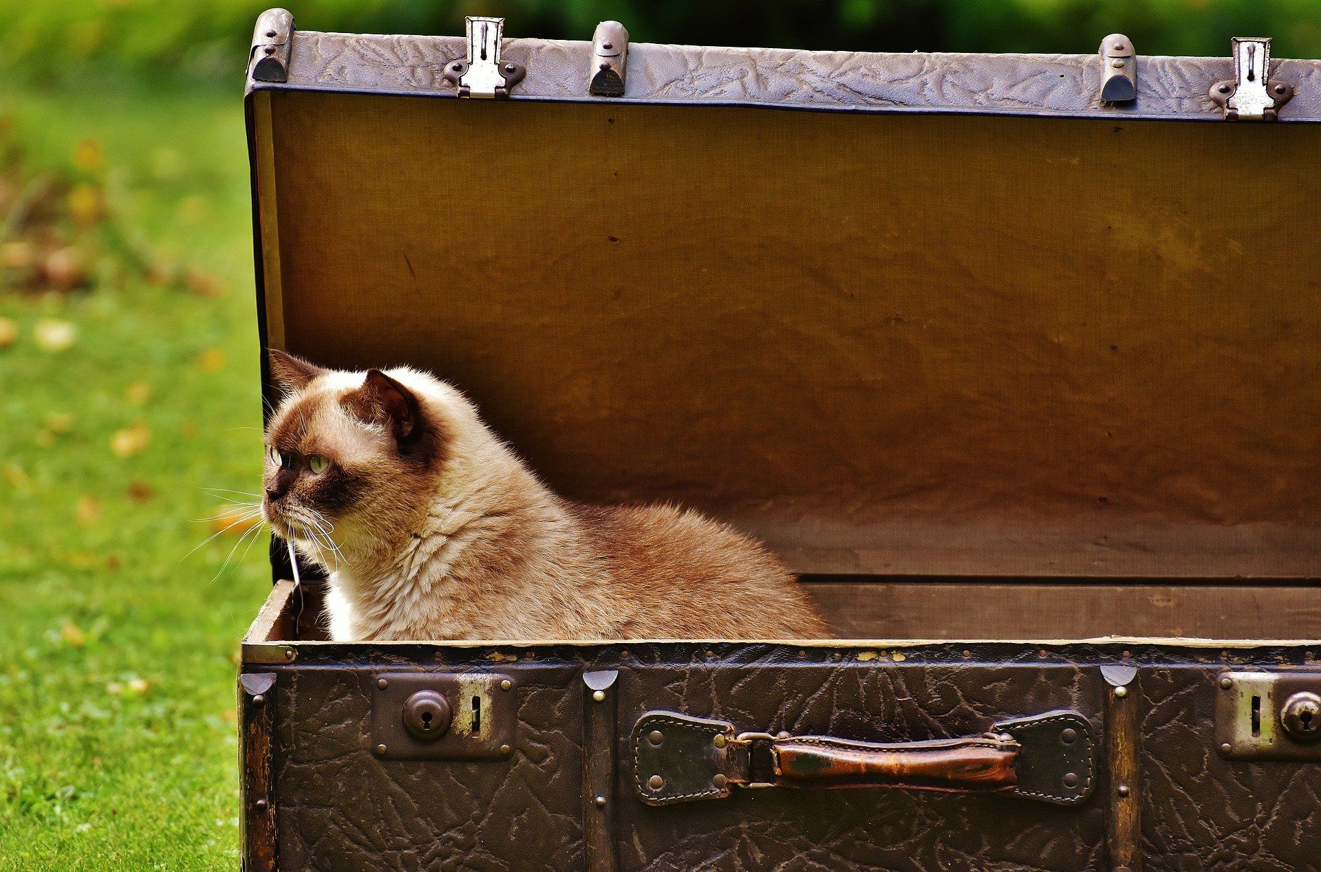Verhuizen met je kat