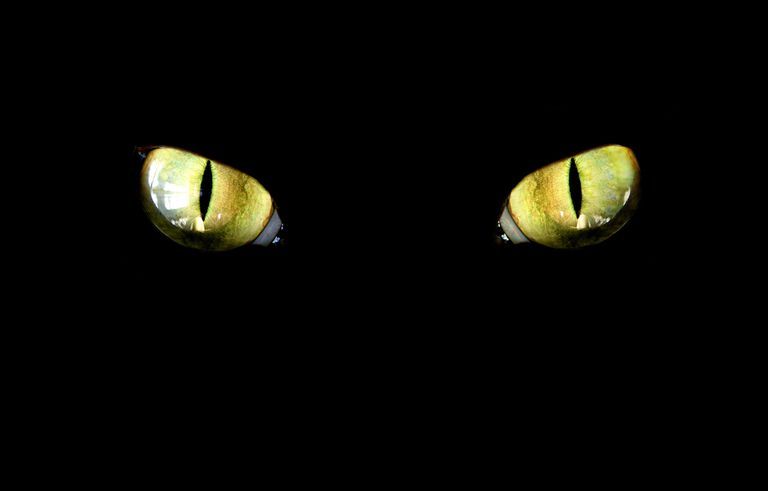 kattenogen in de nacht