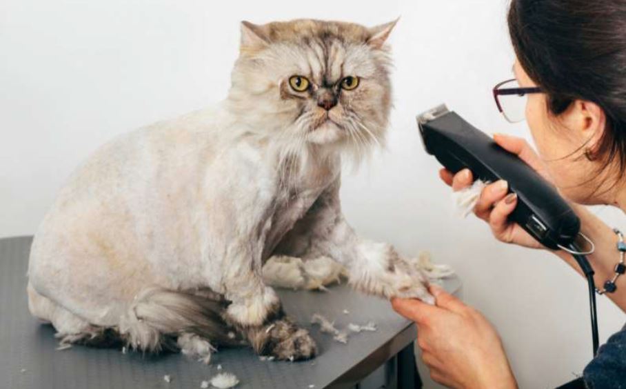 vachtverzorging bij de kat