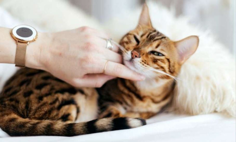 Vakantie wat doen we met de kat