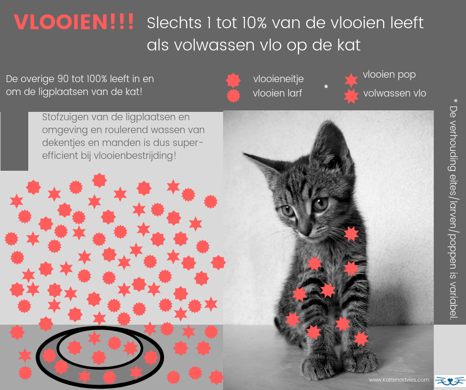 slechts 1 tot 10% van de vlooien leeft als volwassen vlo op de kat. De overige 90 tot 100% leeft in en om de ligplaatsen van de kat-kattenadvies