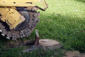professional tree removal professional tree removal