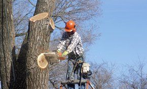 reliable tree trimming reliable tree trimming