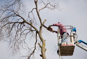 clinton tree service clinton tree service