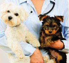 Happy Pet tag Customers - Browels ID Solutions