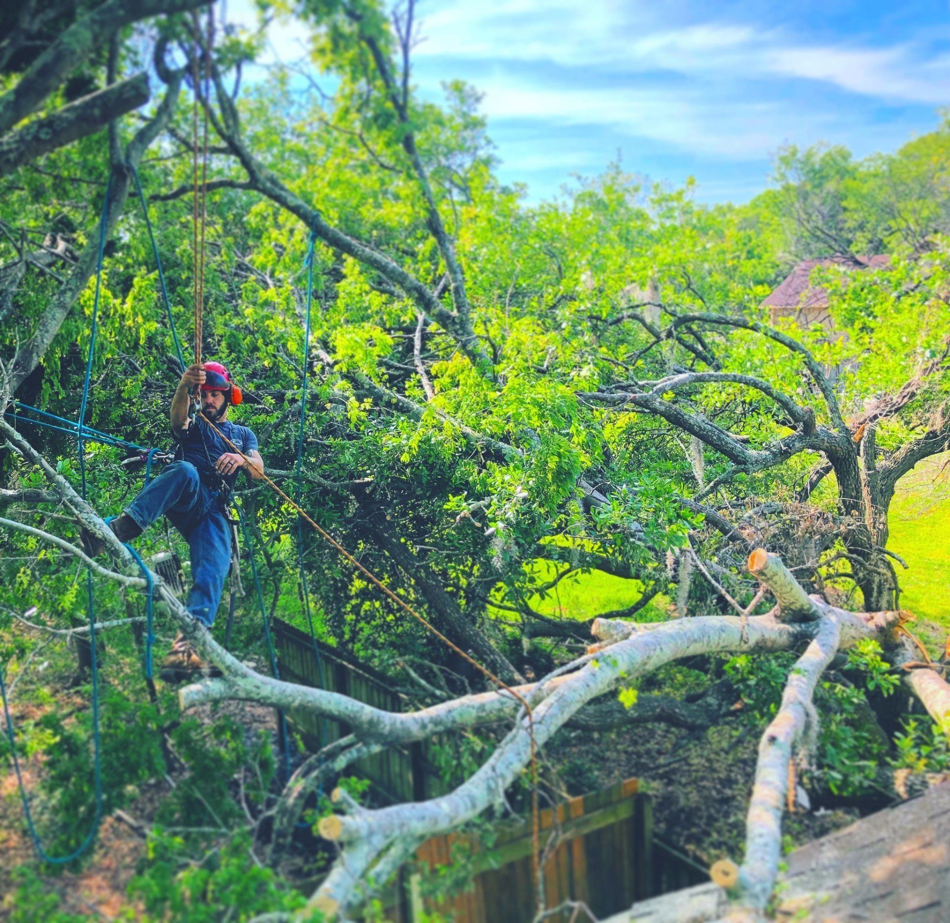 navigating fallen tree branch