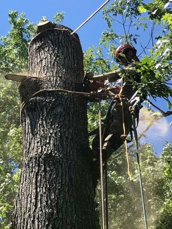 Tree stump removal