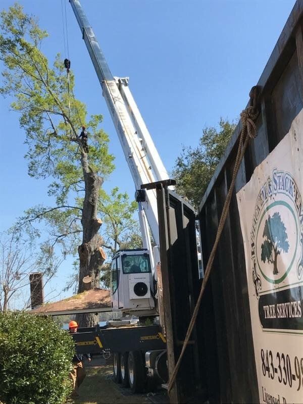 tree truck