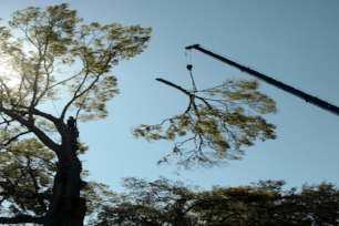 tree removal - Charleston, Summerville, Mt. Pleasant, Moncks Corner SC