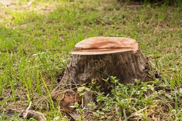stump grinding - Charleston, Summerville, Mt. Pleasant, Moncks Corner SC