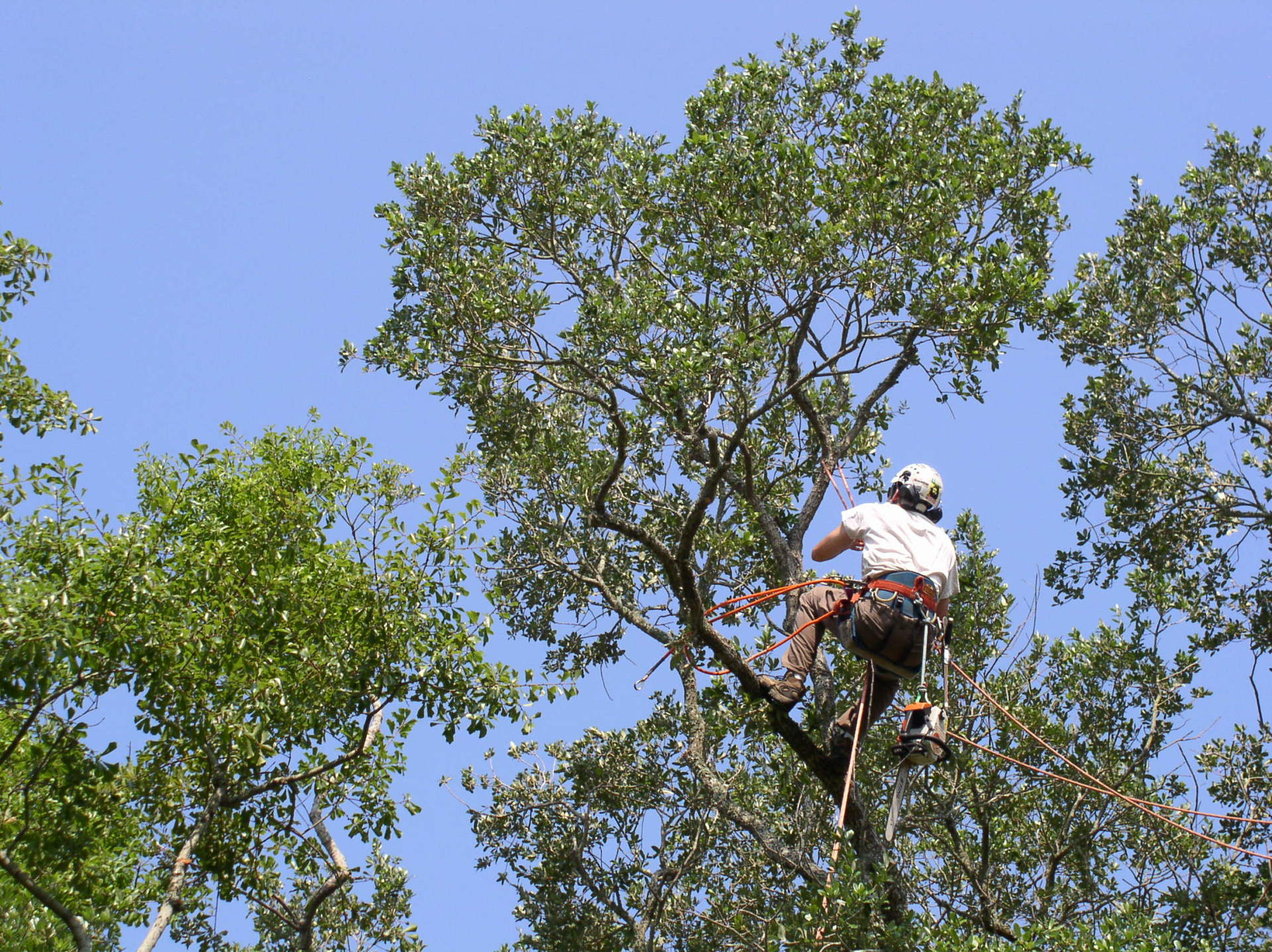 tree trimmer trimming branches from a large tree