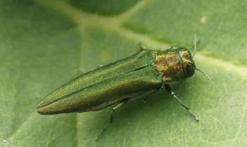 Emerald Ash Borer Emerald Ash Borer