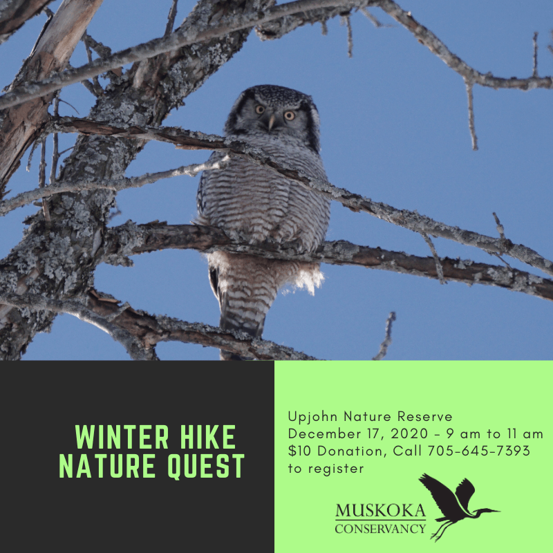 Winter Hike Nature Quest 2020