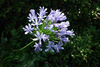 primo piano di violette