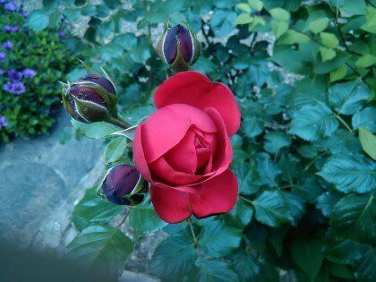 red rose