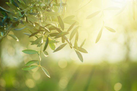 Olive tree